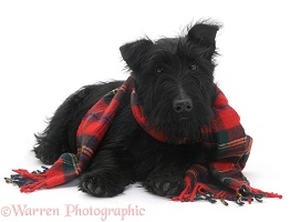 Scottie dog with a tartan scarf