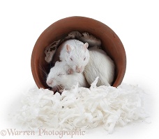 White gerbils sleeping in a flowerpot