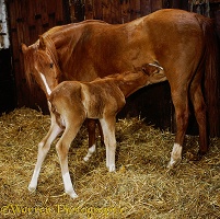 Horse giving birth