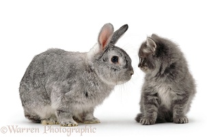 Grey Persian kitten with silver fox rabbit