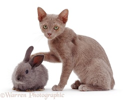 Blue kitten with blue rabbit