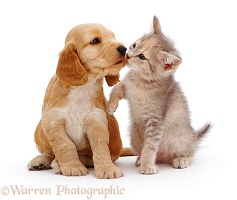 Cocker Spaniel puppy kissing a kitten