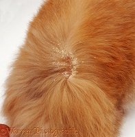 'Walking dandruff' on cat fur