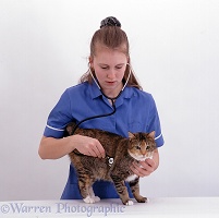 Vet nurse listening to cat's chest