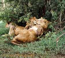 Lion lounging