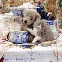 Kittens and teddy in wash-stand set