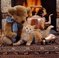 Kitten and teddy in front of the fire