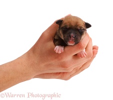 One day old puppy held in hands