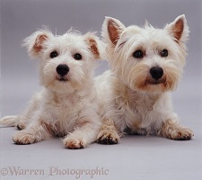 Westie and pup
