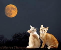 Two Kittens under the moon