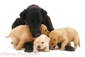 Labrador mother and pups
