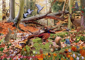 Autumnal woodland jigsaw