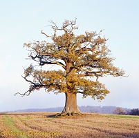 Ockley oak - Autumn 2004