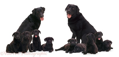 Black Labrador family