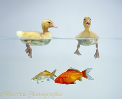 Ducklings and goldfish