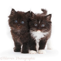 Two cute fluffy kittens