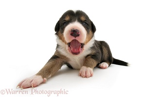 Border Collie pup yawning