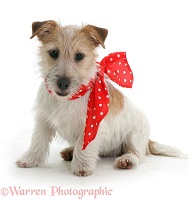 Jack Russell with red bow on