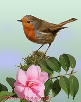 Robin and camellia flower