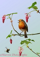 Robin on Flowering Currant