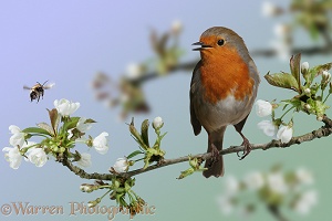 Robin on Cherry Blossom