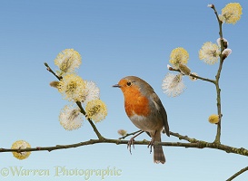 Robin on willow
