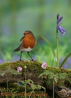 Robin in spring wood