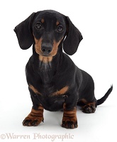 Black-and-tan Dachshund pup sitting