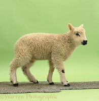 Woolly lamb