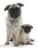 Pug mother and pup