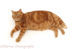 Ginger cat lying down