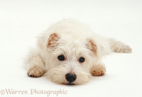 Westie pup with chin on the ground