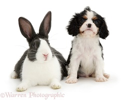 Cavalier pup and rabbit