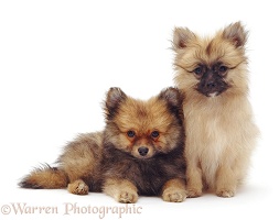 Pair of Pomeranian puppies