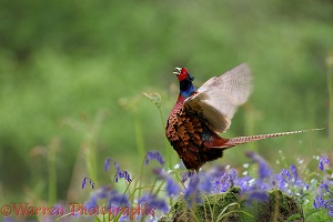 Pheasant crowing