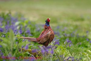 Pheasant crowing