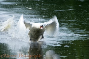 Mute Swan cob taking off
