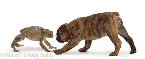Bulldog pup and Toad
