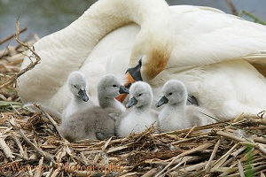 Mute Swan with cygnets