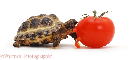 Young tortoise eating a tomato