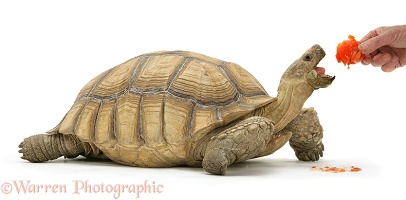 African Giant Tortoise