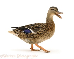 Mallard duck quacking