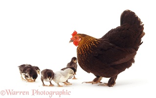 Little black bantam hen with chicks