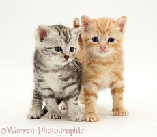 Silver tabby and ginger kittens