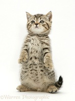 Tabby Kitten sitting up