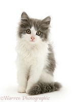 Grey-and-white kitten sitting