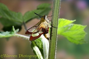 Bee Hawk Moth