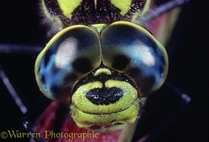 Southern Aeshna Dragonfly eyes