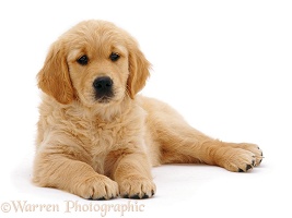 Golden retriever pup