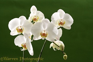 White hybrid orchid